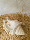 Soy Candle in Seashell – Ariel | Coastal Décor & Ocean Gift